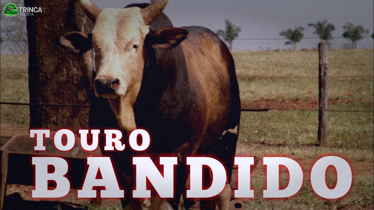 Top Bull - Touro Bandido