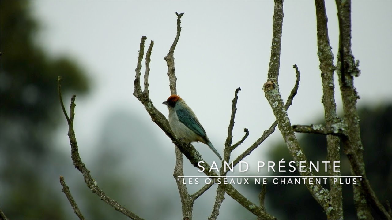 SAND - Les oiseaux ne chantent plus (Clip Officiel)