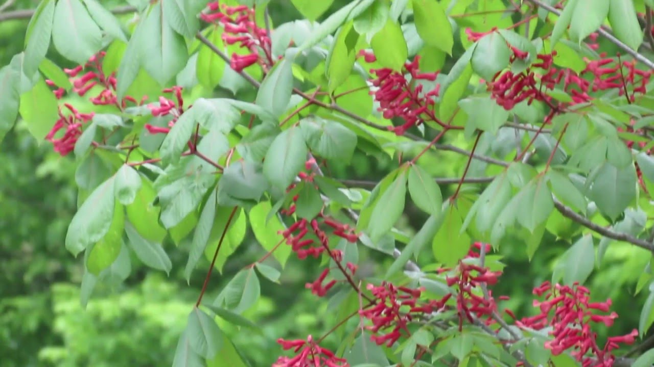 Adult male hummingbird on Aesculus pavia 