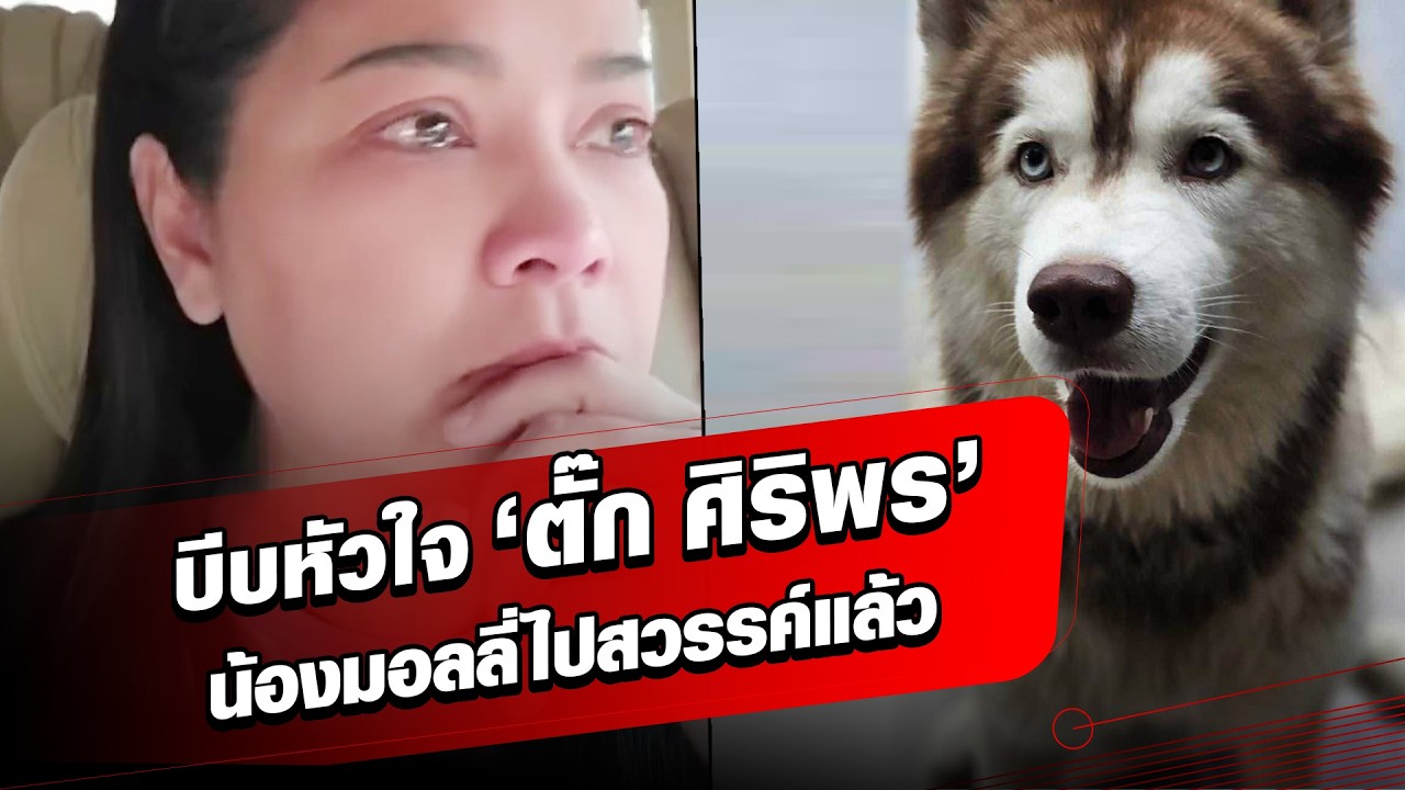 ‘ตั๊ก ศิริพร’ ใจสลายหลังรู้ข่าว ‘น้องมอลลี่’ ไปสวรรค์แล้ว วอนเร่งจับคนทำร้ายสุนัข : Khaosod - ข่าวสด