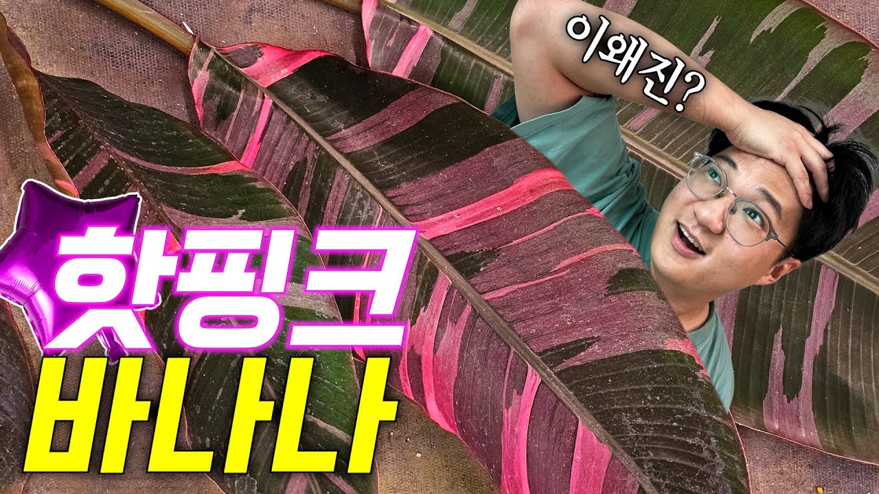 ❌포토샵 아님❌ 식물에서 이런 색깔이 나온다고? ㅣ Musa 'Nono' 핑크 무늬 바나나🍌