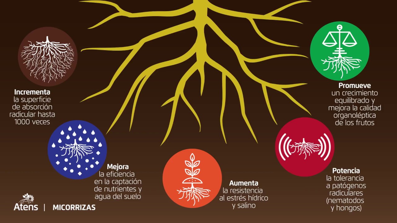 &iquest;Que son las Micorrizas? Atens te lo explica