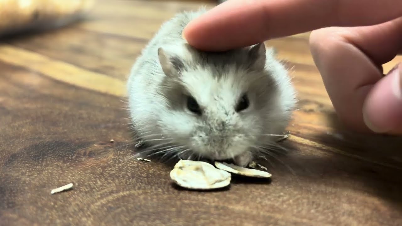 おやつもらってからの、飼い主見捨てる最後の姿に涙😢　　　　　　#hamster #ハムスター #かわいい 