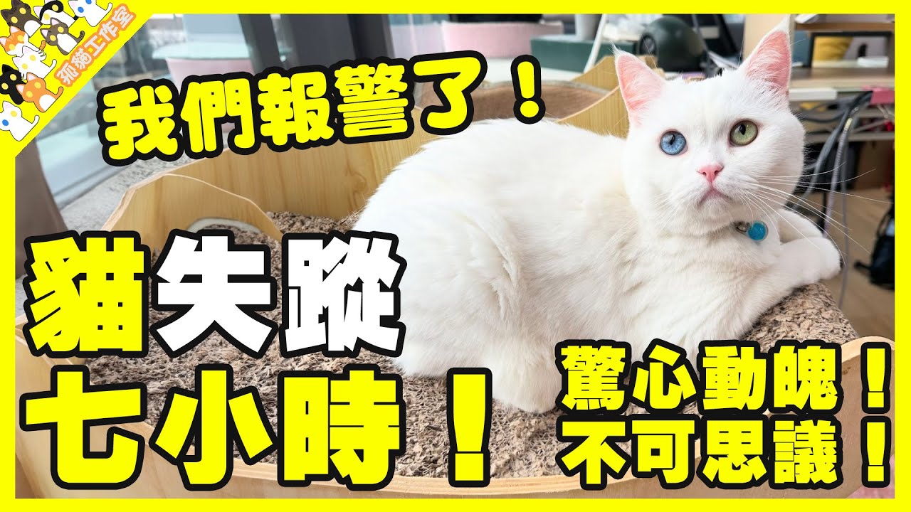 【孤貓工作室】驚心動魄！瞳瞳貓失蹤七小時全過程！我們報警了！不可思議！