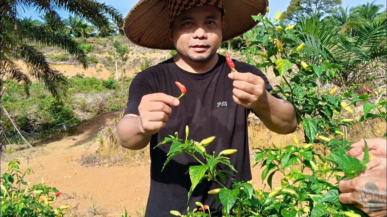 NGAMBI MAYUH MACHAM SAYUR BA KEBUN ISAN, DIJIH SELANGAU