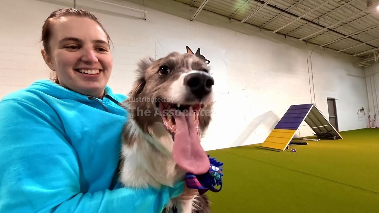 Why border collies usually win the agility contest at Westminster