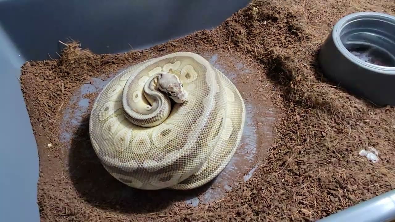 ANGRY MOM BALL PYTHON ON EGGS!! Getting the eggs away, candle, and set-up!