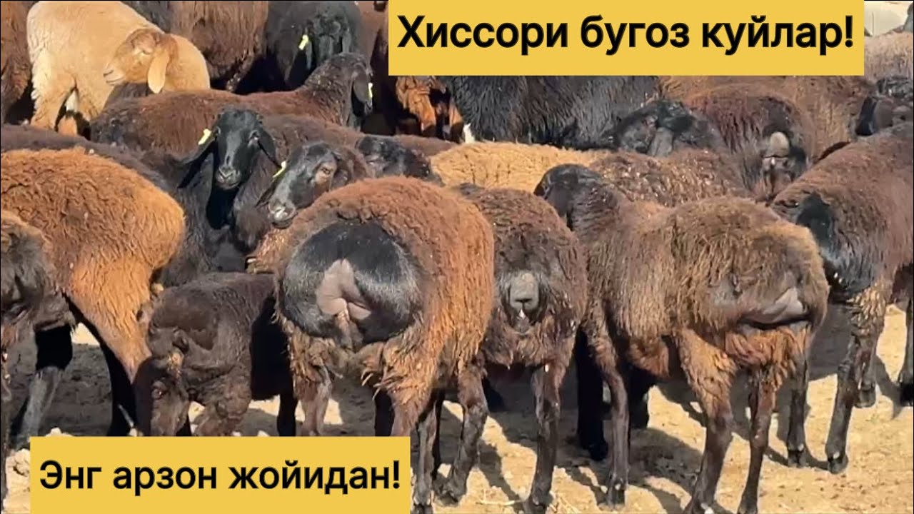 Хиссори бугоз куйлар! 953310555☎️ 879530330☎️