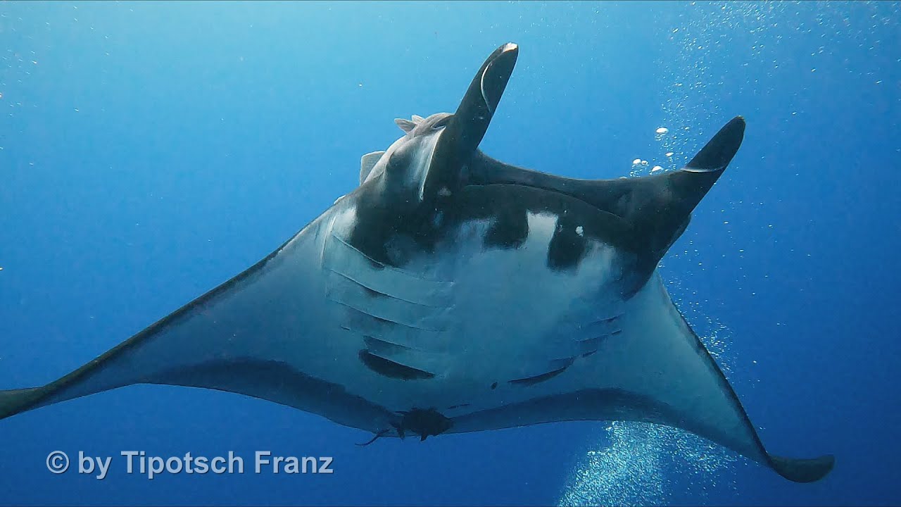 Socorro, San Benedicto & Roca Partida, Giant Mantarays and Sharkdiving Adventure Diving