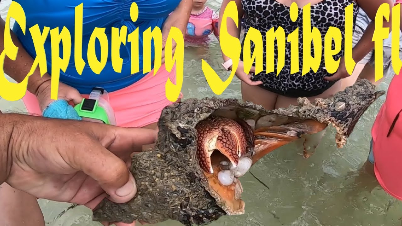 Cape Coral FL. to Sanibel by boat SHELLING & FISHING... We found tons of beach life & sea treasures