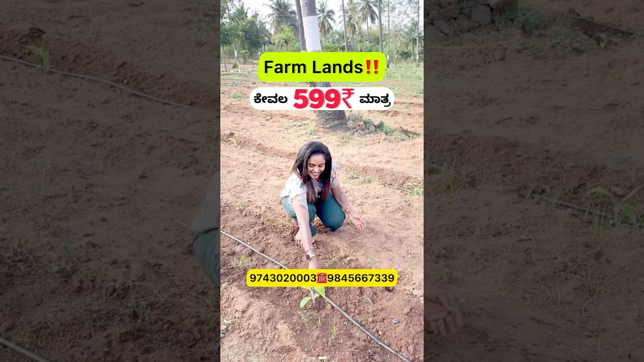 Farm lands 599₹ Bangalore Mysore highway Land for sale‼️ #kavyatheblogger#farmland#siteforsale#site