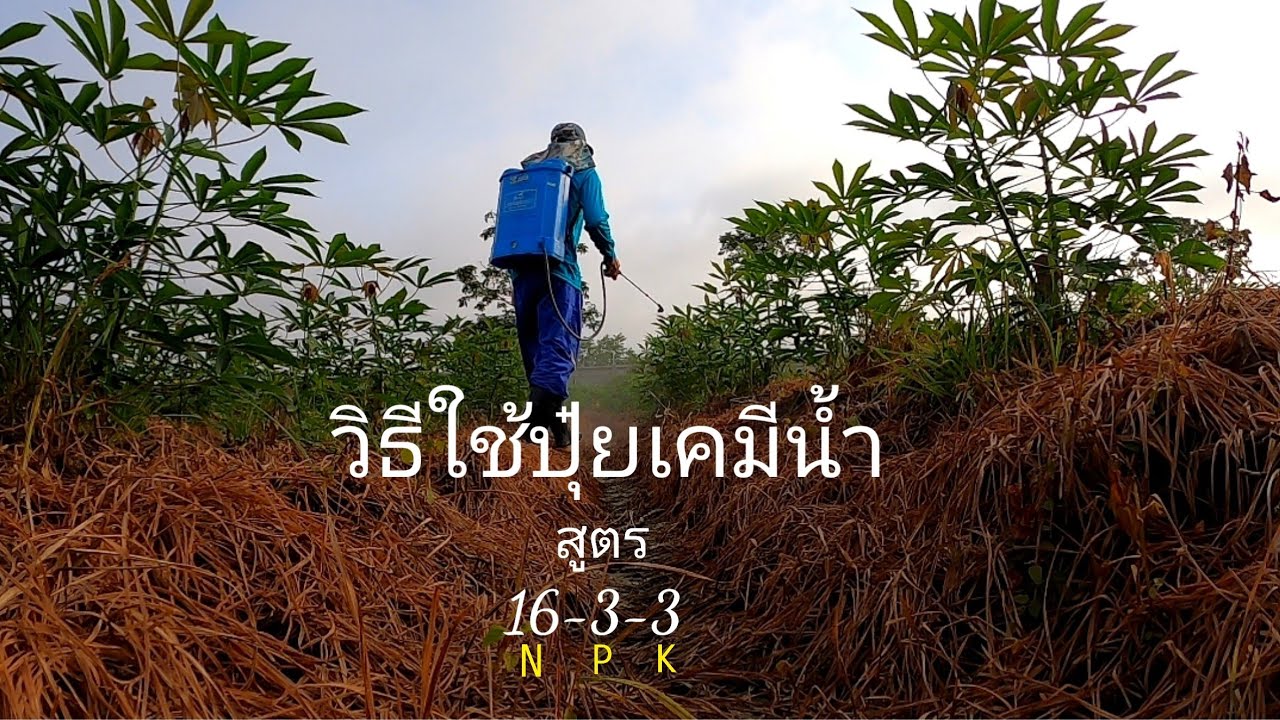 ฉีดปุ๋ยทางใบมันสำปะหลังอายุ1เดือน ฉีดช่วงไหนเหมาะที่สุดและมันจะได้รับสารอาหารมากที่สุด