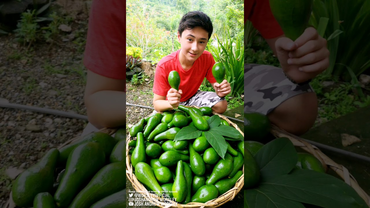 JOSH WILL BE SELLING AVOCADOS IN THE MARKET