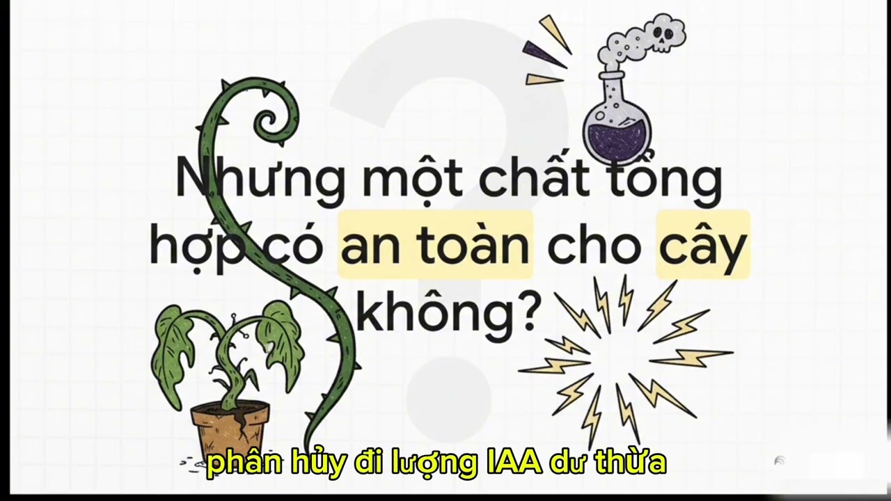 Trang 2: Tại kích rễ IBA lại tốt hơn kích rễ IAA tự nhiên?? #dieuhoasinhtruong #nongnghiep #xuhuong