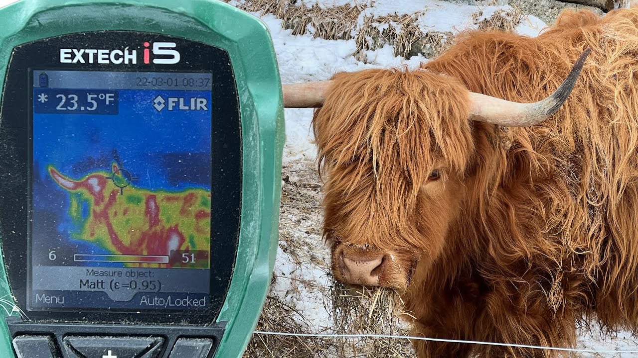 Testing Farm Animal Temperatures with a Thermal Camera