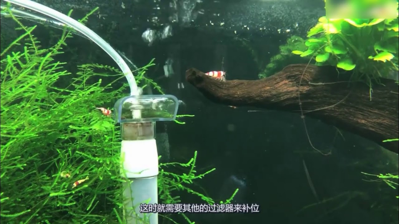 Course on Crystal Shrimp Culture.  零基础水晶虾养殖教程