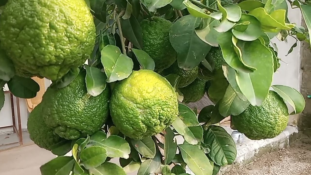 Beautiful Oranges,Beauty of Dir Lower KPK,Beauty of Pakistan