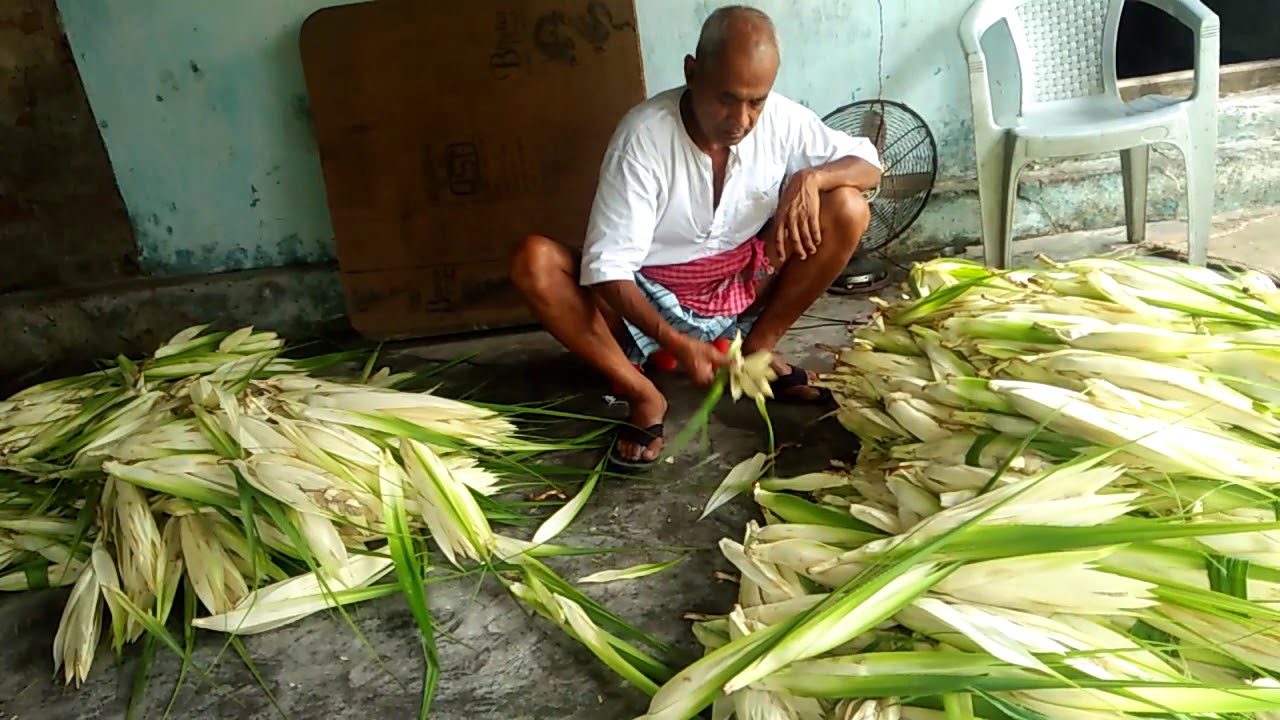 Kweda flower counting, for extraction at Ganjam district Berhampur Odissa