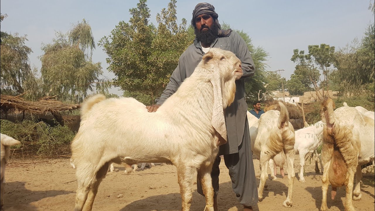 GULABI GOATS OF ALI |COMPLETE DOCUMENTARY
