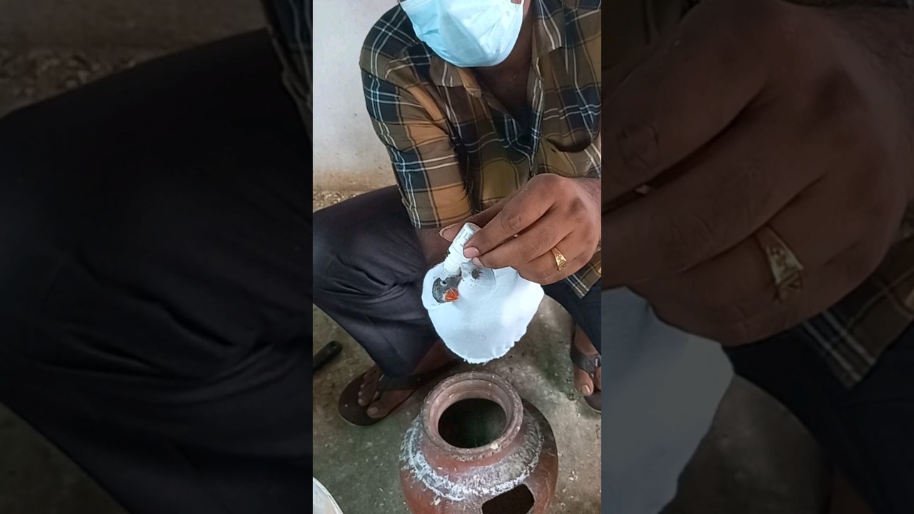 How to cure eye infection in birds.