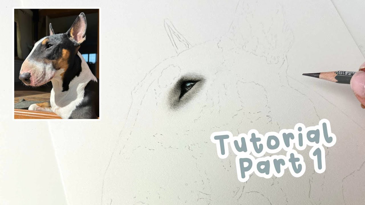 How to Draw a Realistic Bull Terrier | English Bull Terrier Coloured Pencil Tutorial Part 1