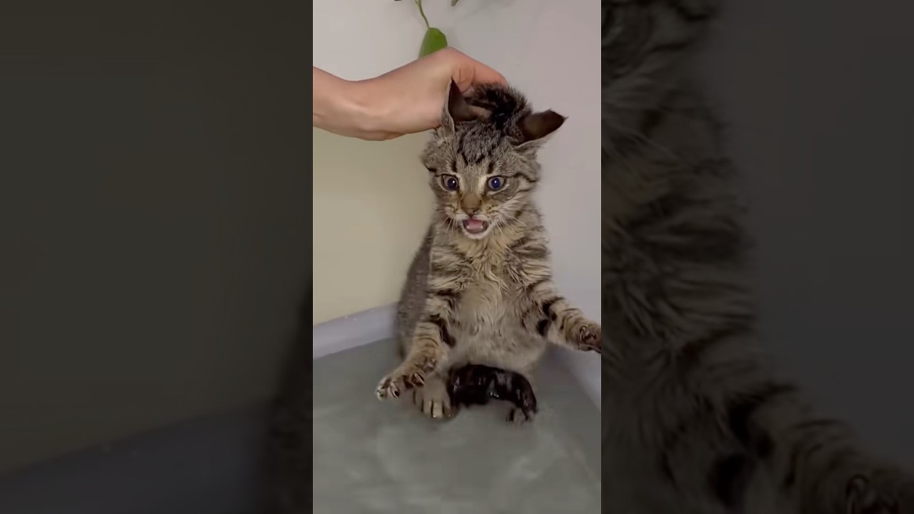 Топим подвальных блох 🦟