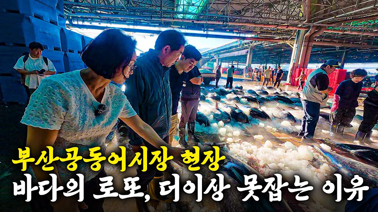 참치가 이렇게 많이 잡혔습니다 [부산공동어시장2]