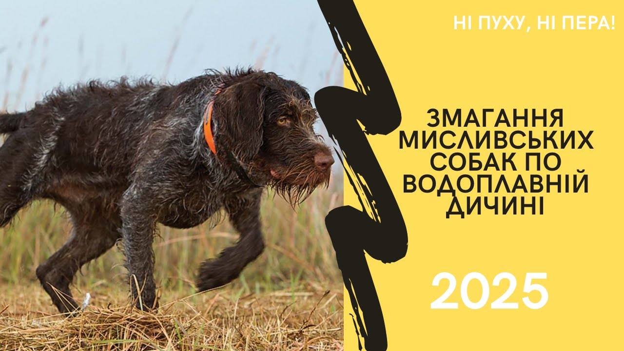 Змагання мисливських собак по водоплавній дичині 2025 | Ну пуху, ні пера!