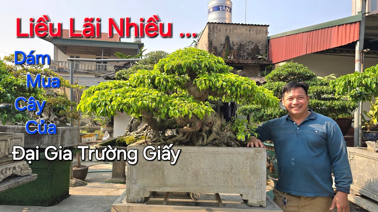 Anh này LIỀU mua cây của ĐẠI GIA TRƯỜNG GIẤY bây giờ THẮNG LỚN * NV Lương Bonsai - Kinh Môn *.