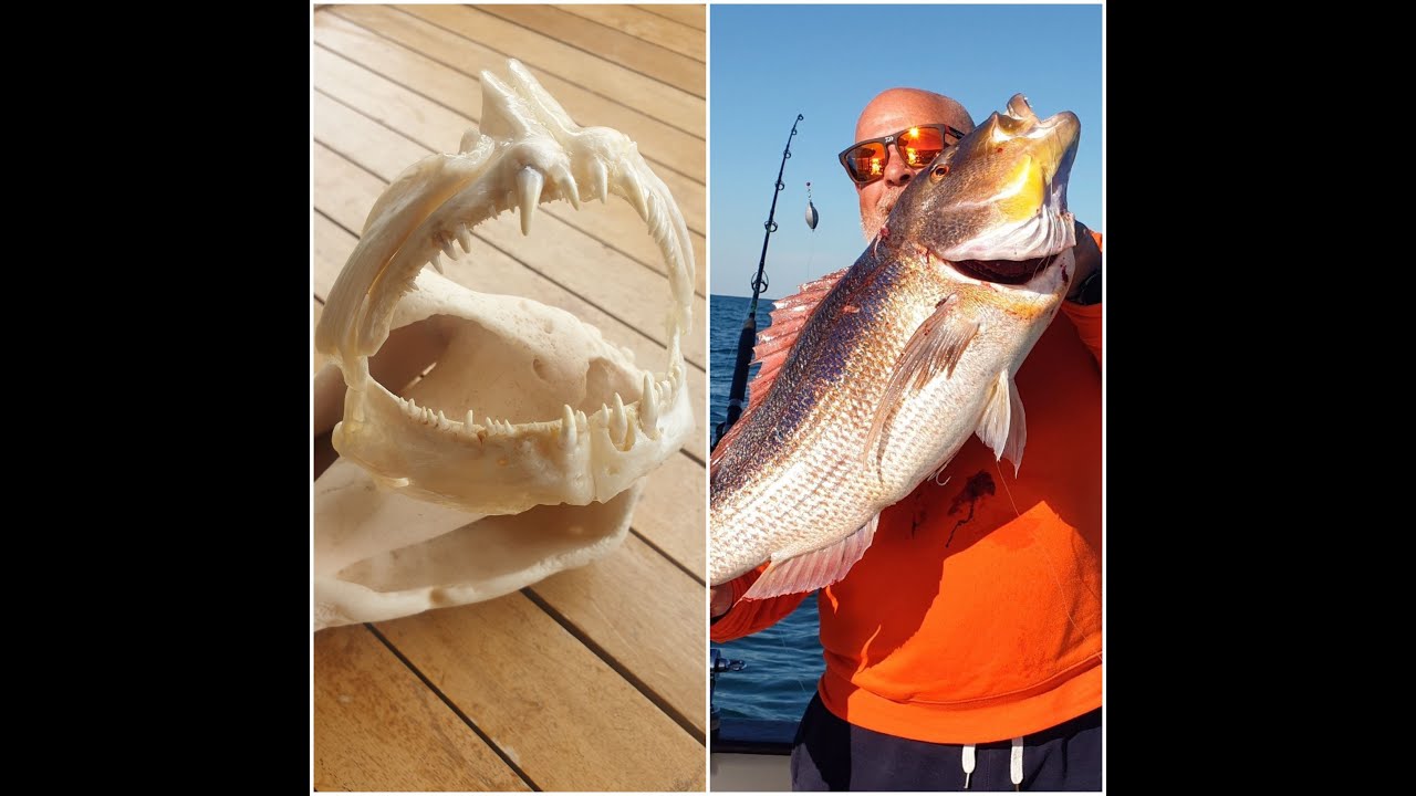 ¿Como pescar, Denton XXL y preparar el trofeo?