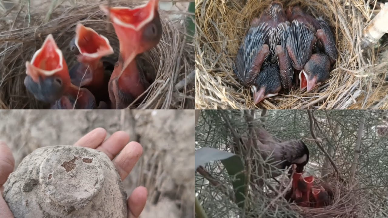 آخرحلقه البحث عن اعشاش البلابل العراقية والبلابل الروسية شاهد البلبل كيف يطعم صغاره في البريه2024