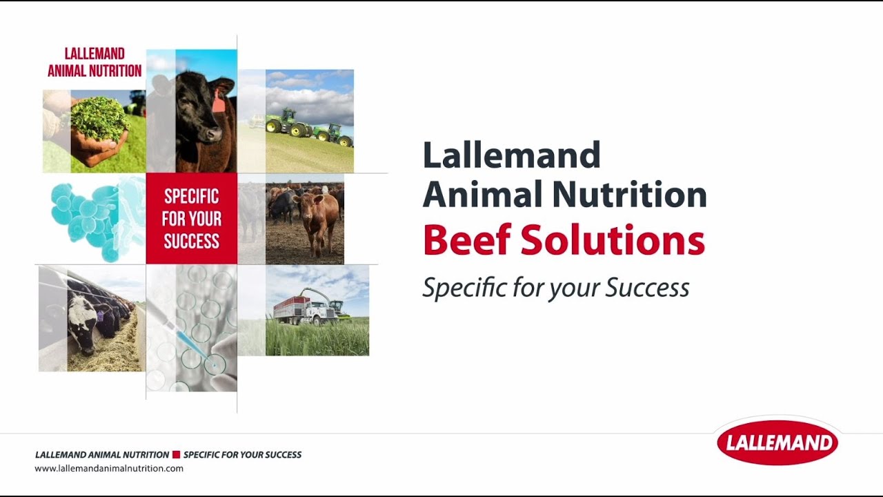 Lallemand Animal Nutrition - Canadian beef products and service solutions