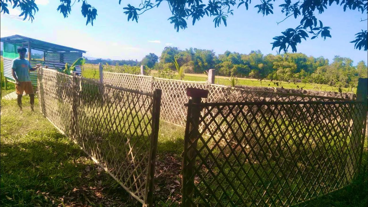 Our mini farm updates .tilapia pond, pig, chicken , ducks houses 🏡🐖🦆🐓🐟