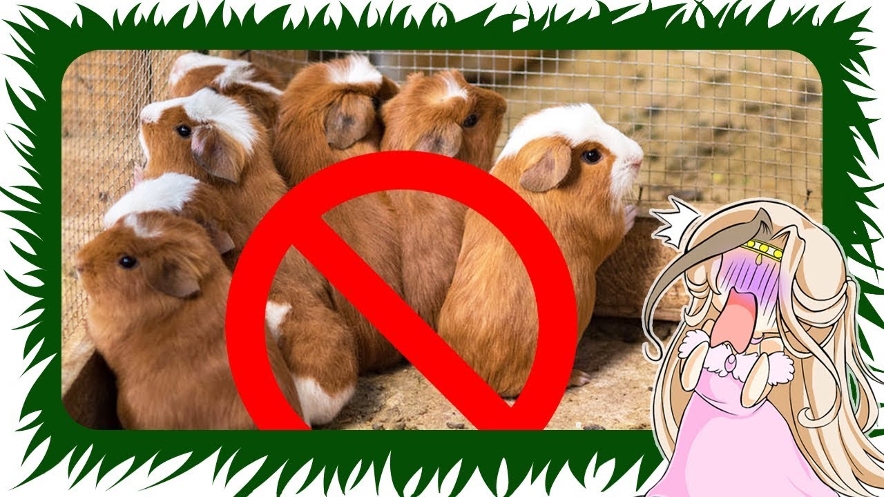 5 Dinge die Tierhalter FALSCH machen | Die Meeries