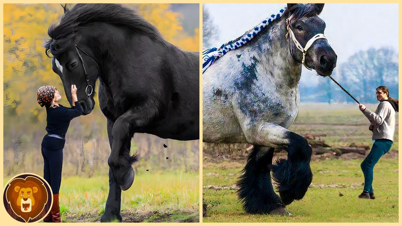 Las 10 Razas De Caballos De Tiro Más Fuertes Y Populares Del Mundo