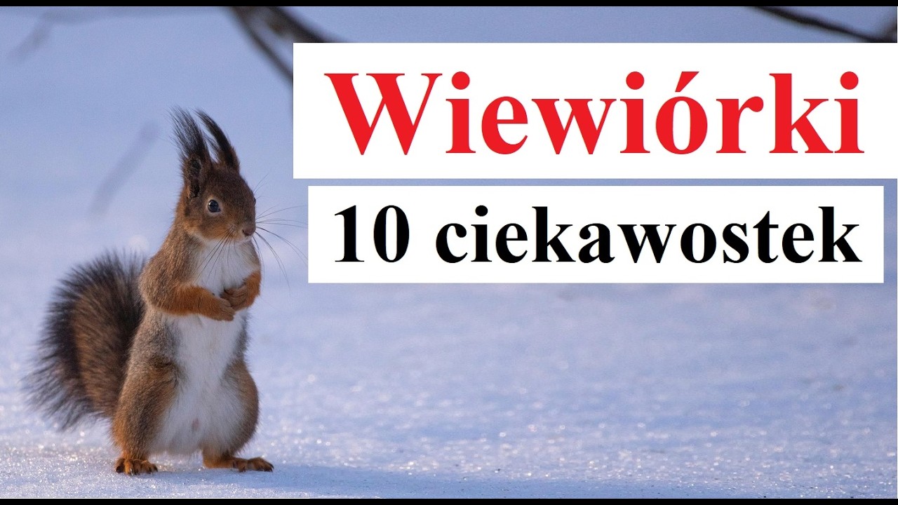 Wiewiórki - 10 ciekawostek