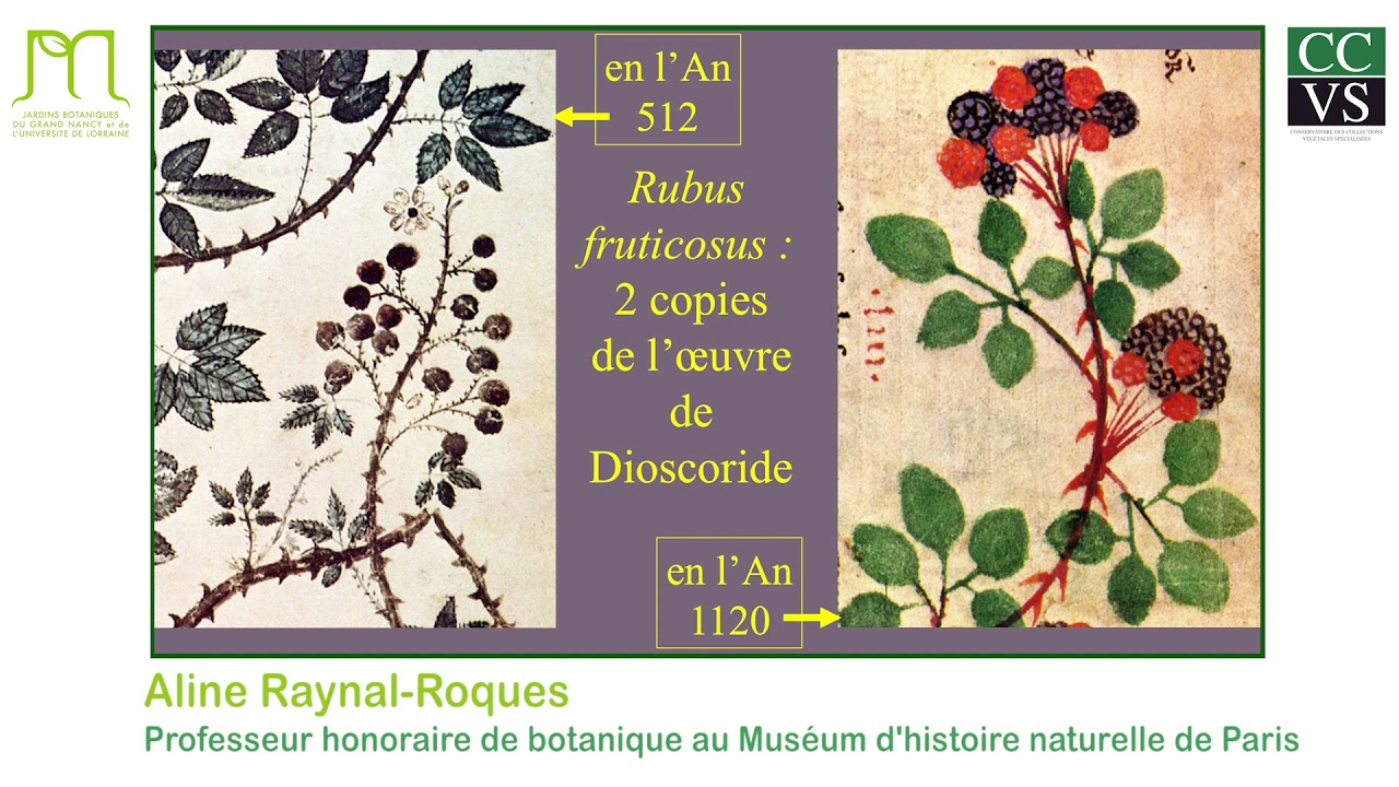 Aline RAYNAL-ROQUES - 