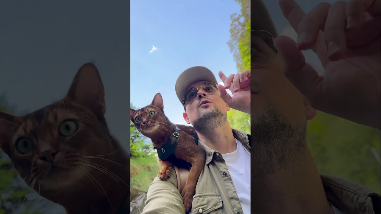 Un Gatto 😺 in Svizzera 🇨🇭Beautiful song by:@keeanakee 🫶