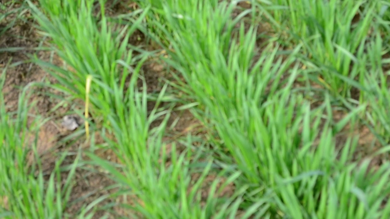 Sona Moti (Pearl) Wheat