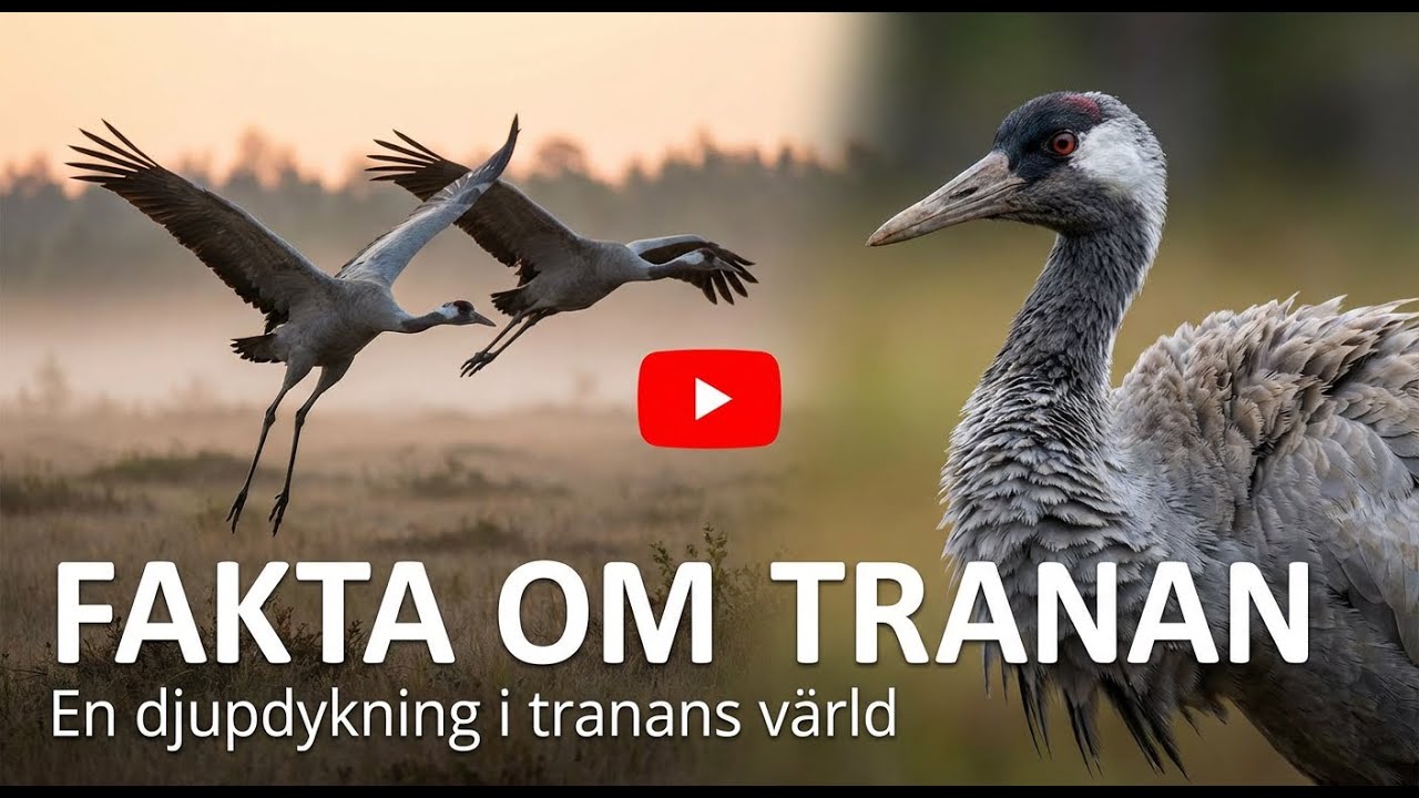 Fakta om tranan: Sveriges dansande nationalfågel