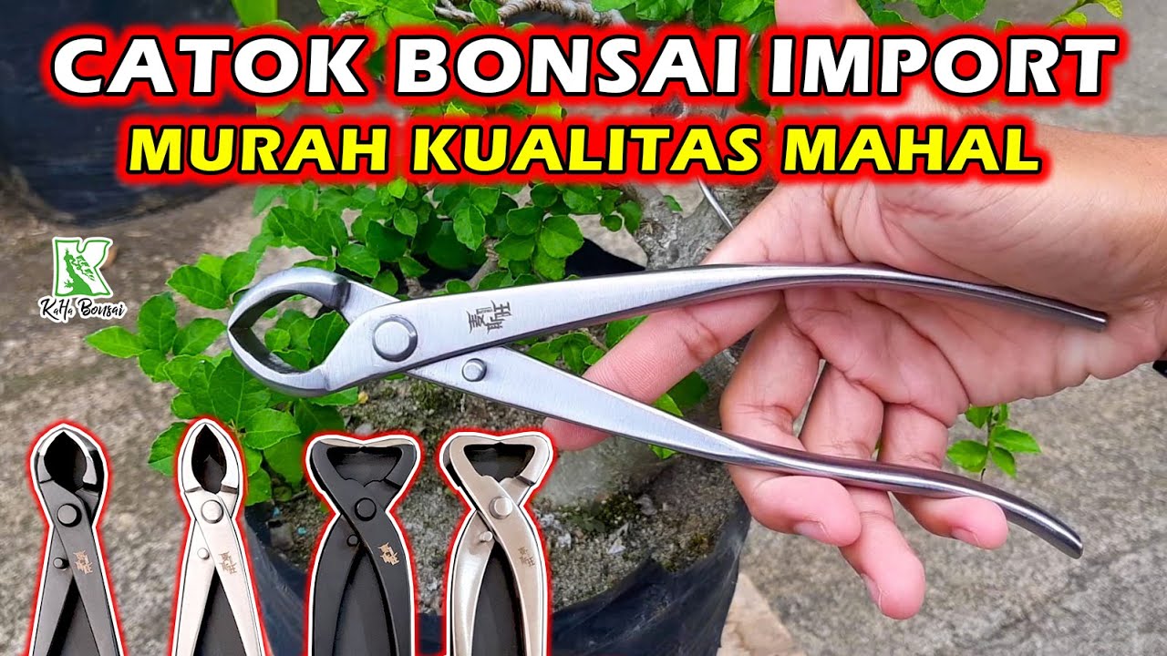 Catok Bonsai Cembung Import Maxwan ⁉️ Gegep Bonsai Krekut Branch Cutter Pruning Gunting Knop MSTWA