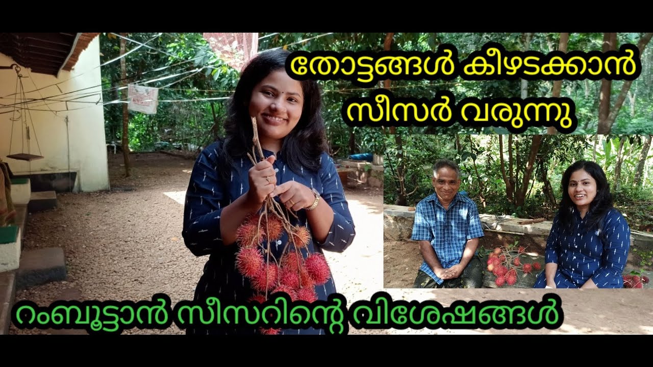 റംബുട്ടാൻ സീസറിന്റെ വിശേഷങ്ങൾ | Rambutan Caesar | Apremkutty| Malayalam | Ceaser | Padippist Media