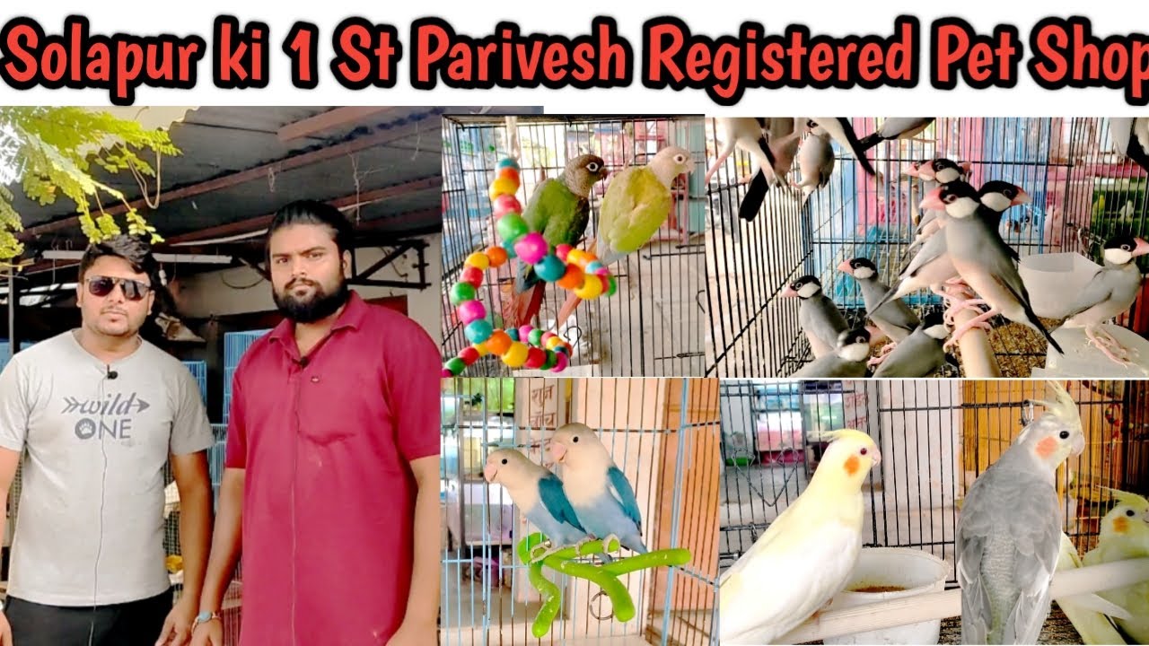 Best And Famous Pet Shop In Solapur || Birds || Parivesh Portal Registered Pet Shop || Exotics ||