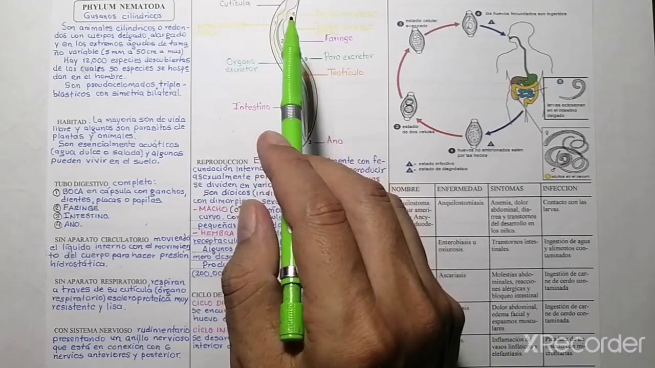 NEMATODOS