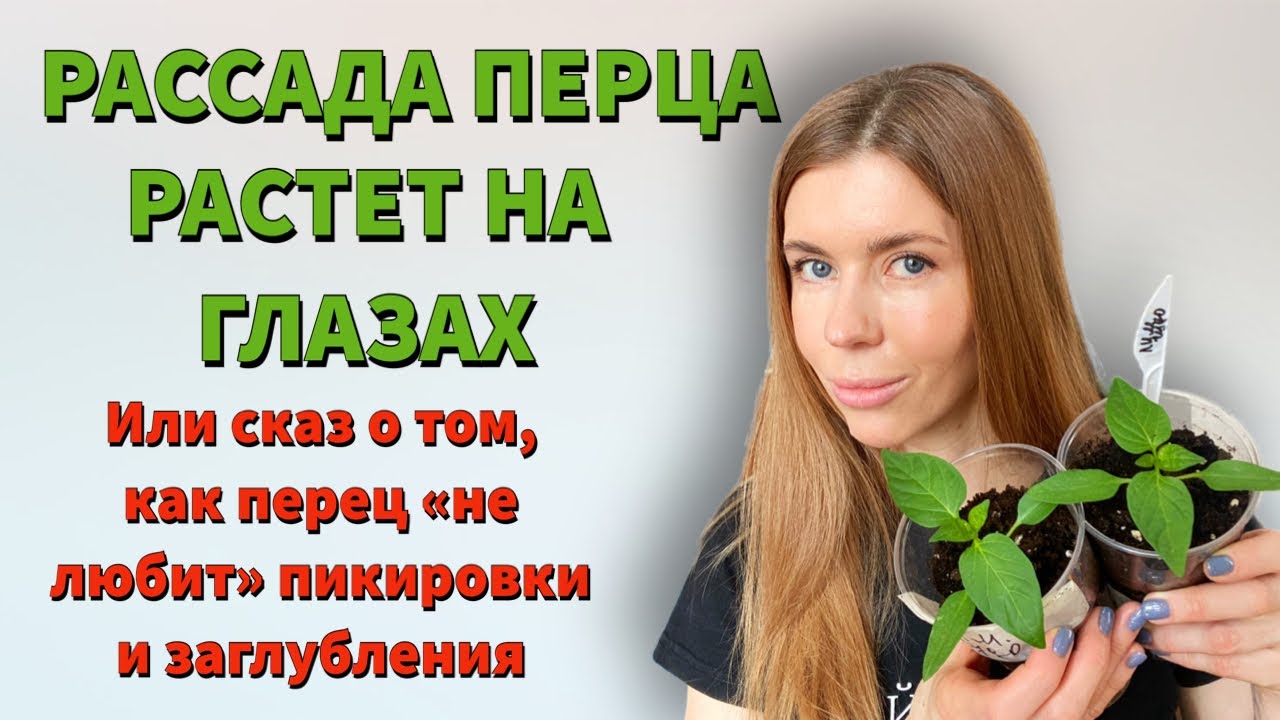 ПИКИРОВКА, ПОСЛЕ КОТОРОЙ ПЕРЕЦ БУДЕТ РАСТИ НА ГЛАЗАХ