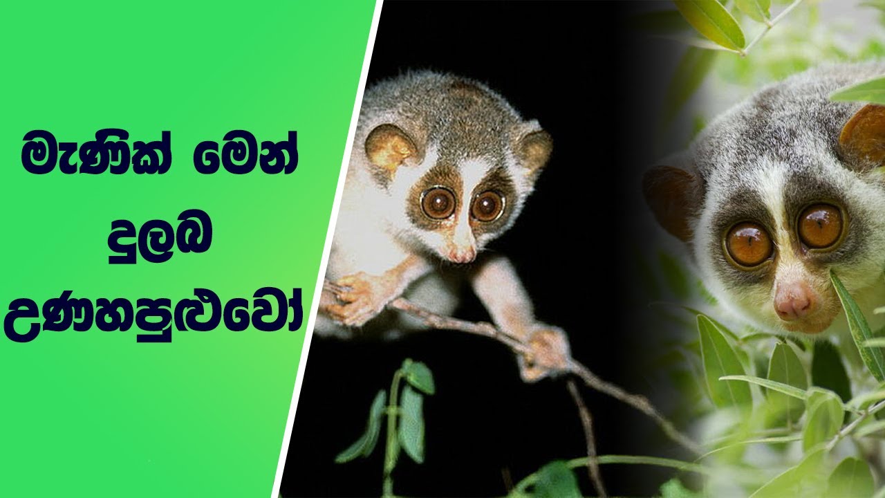 ලෝකයෙන් ගිලිහී යන්නට සැරසෙන උණහපුලුවන් ගැන නොදන්නා තොරතුරු | Information about the slender loris