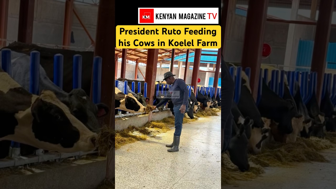 President Ruto today at his Koelel Farm after landing back In Kenya from his Japan visit
