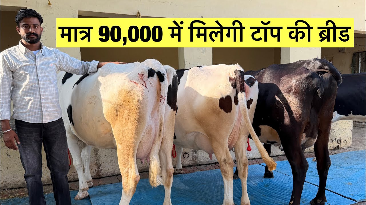 Punjab में 90,000 में मिल रही Top Breed Cow 😳 || Jashan Dairy Farm 