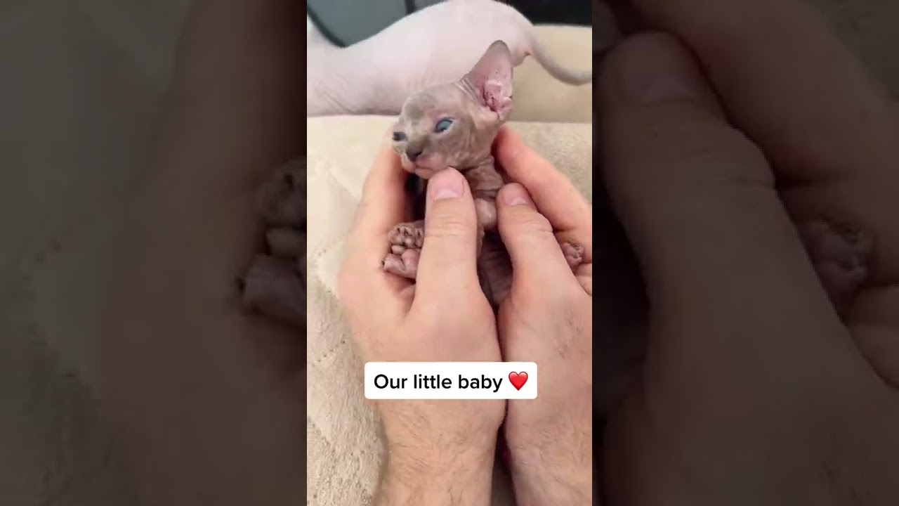 Sphynx Kittens so cute 12 #shorts