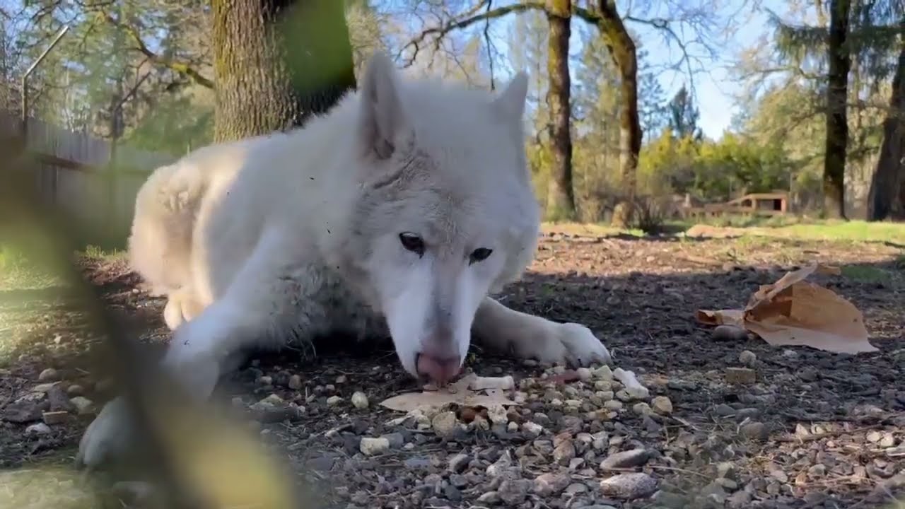 To Eat or To Roll... that is the question